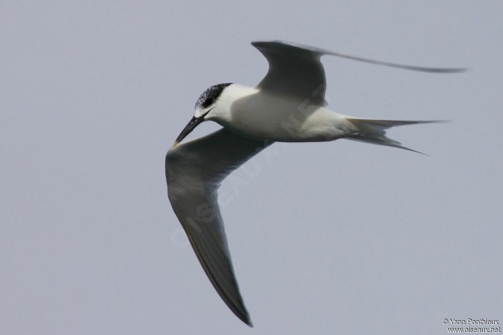 Sandwich Tern