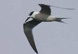 Sandwich Tern