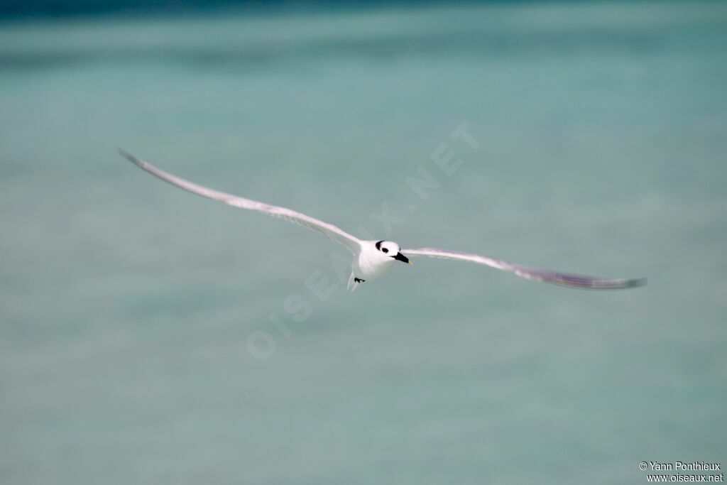 Cabot's Tern