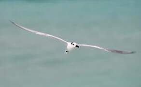 Cabot's Tern