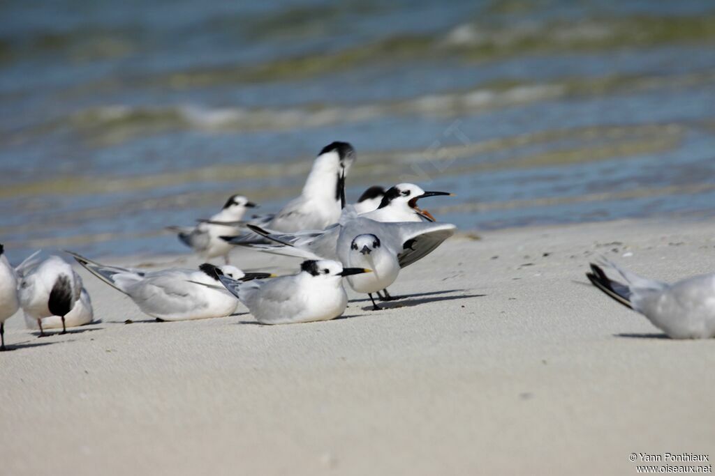 Cabot's Tern