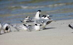 Cabot's Tern