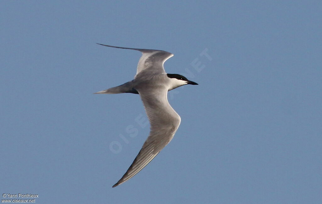 Gull-billed Tern