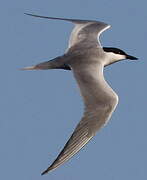 Gull-billed Tern