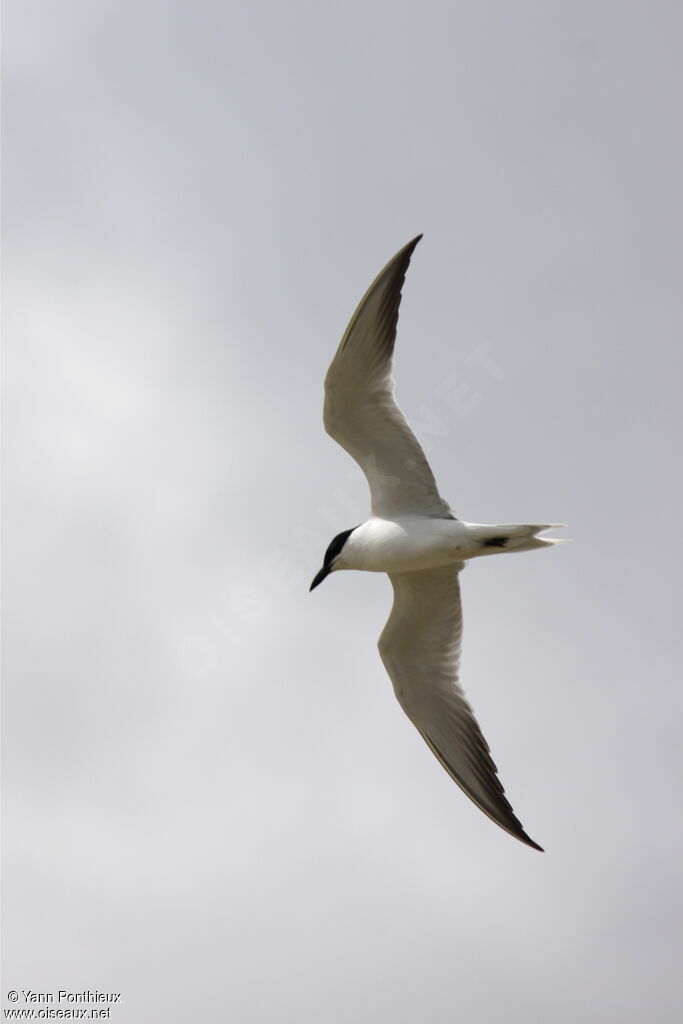 Gull-billed Tern