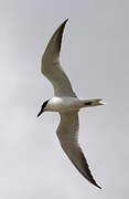 Gull-billed Tern