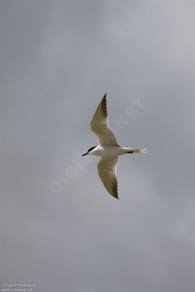 Gull-billed Tern