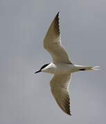 Gull-billed Tern