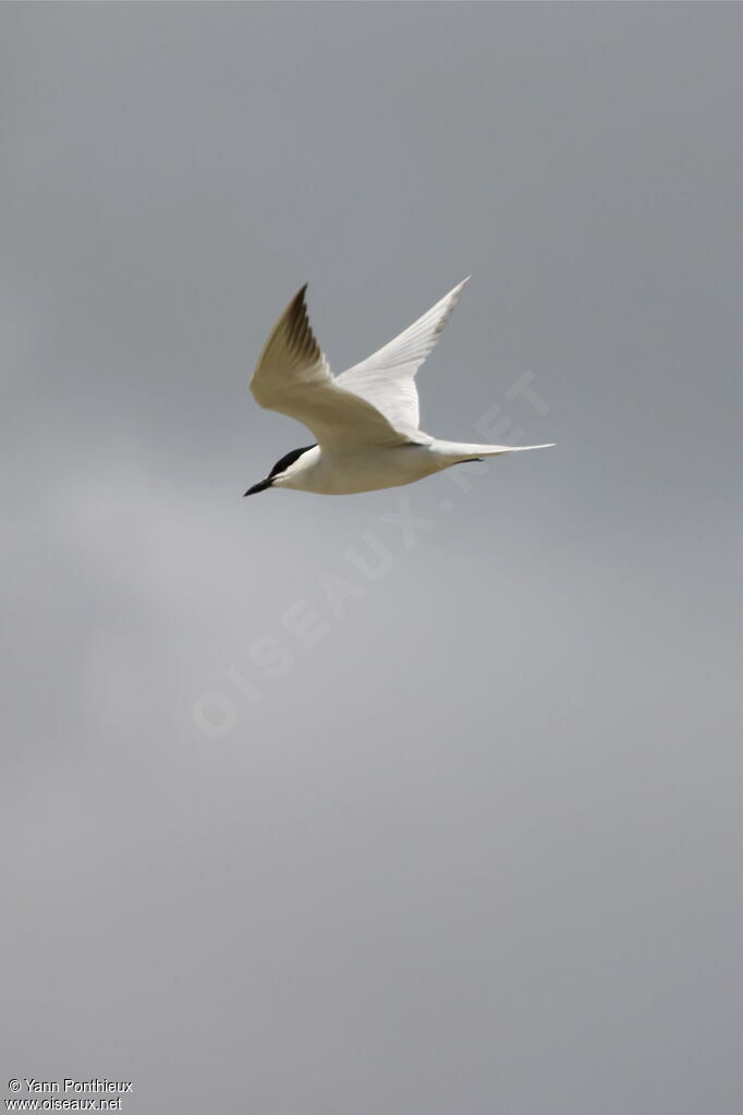 Gull-billed Tern