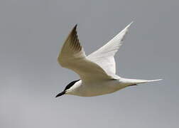 Gull-billed Tern