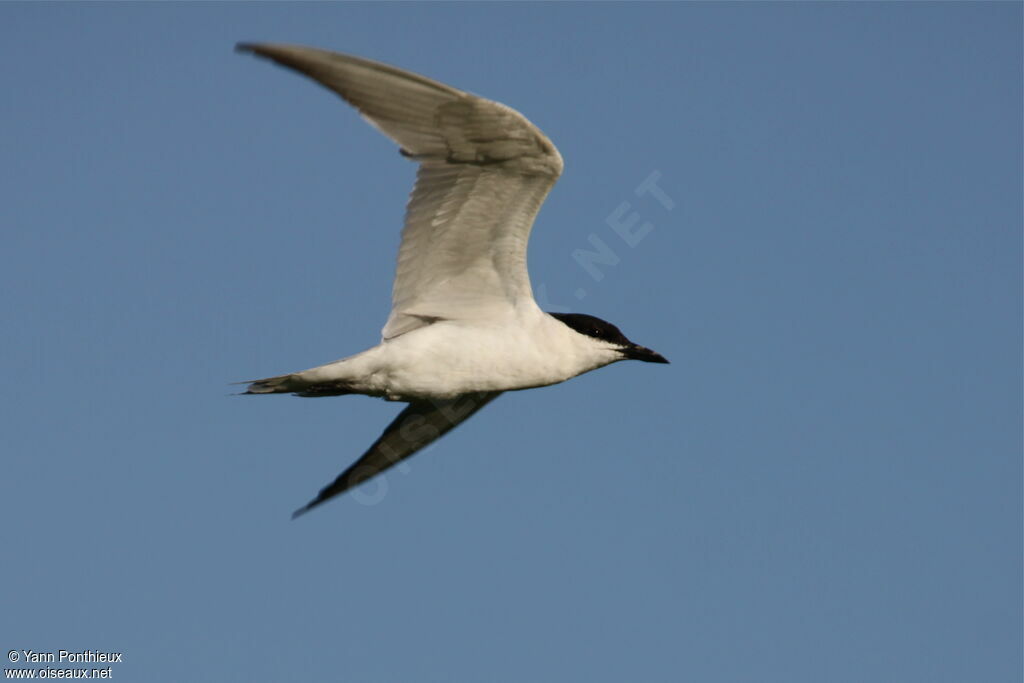 Gull-billed Ternadult breeding