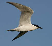 Gull-billed Tern