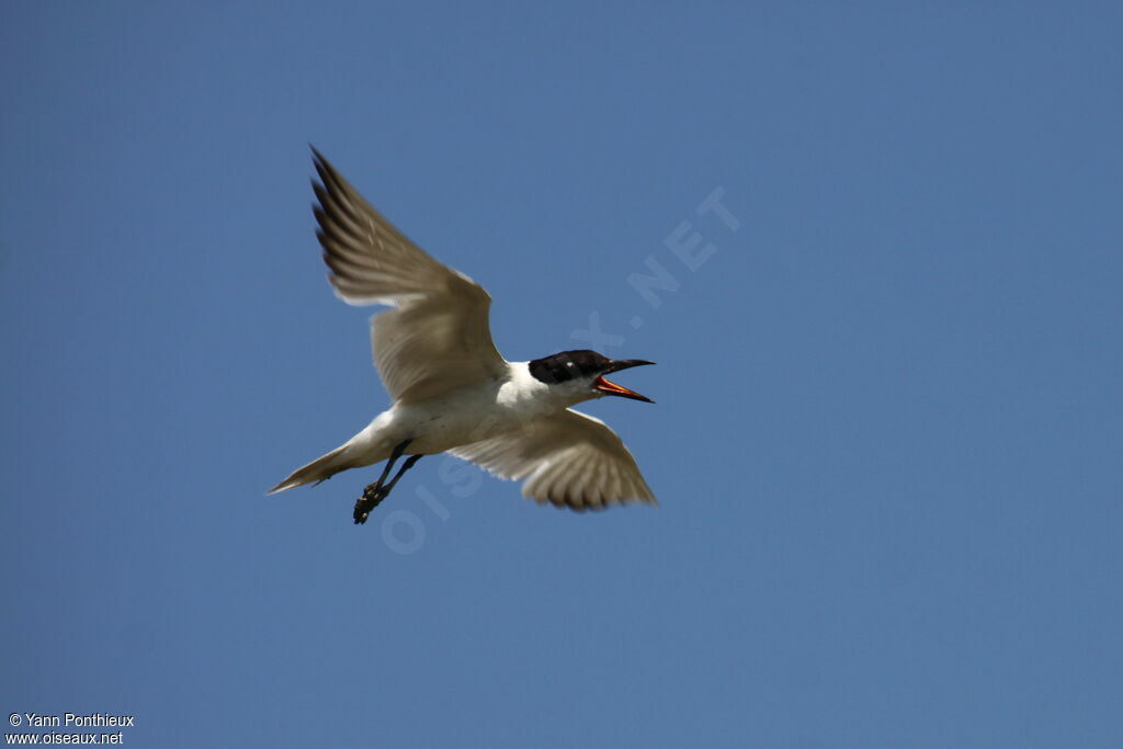 Gull-billed Ternadult breeding