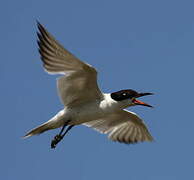 Gull-billed Tern