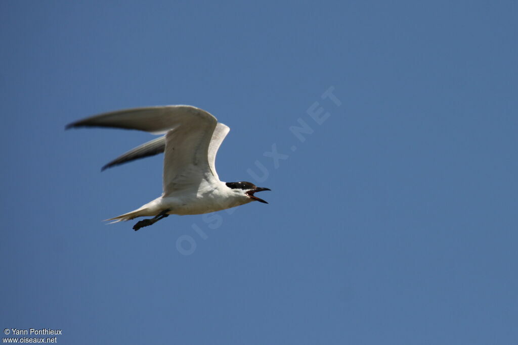 Gull-billed Ternadult breeding