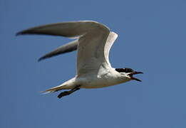 Gull-billed Tern