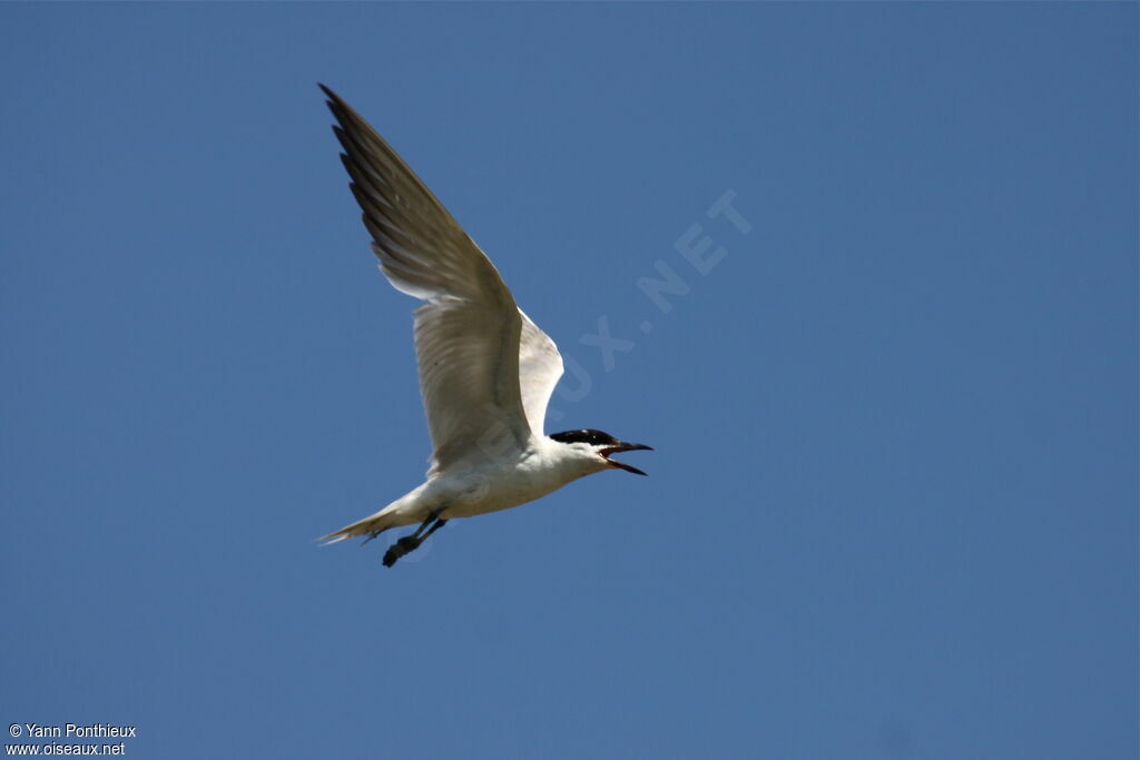 Gull-billed Ternadult breeding