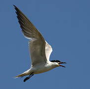 Gull-billed Tern