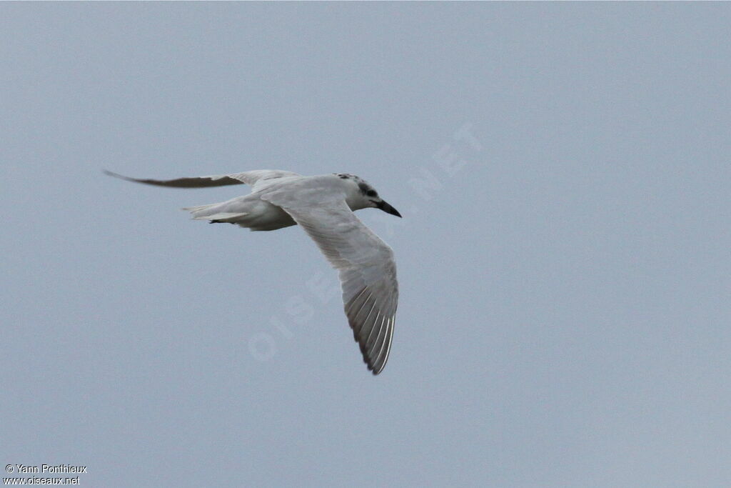 Gull-billed Tern