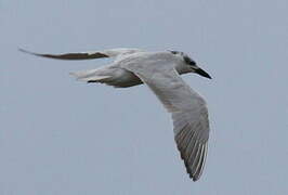 Gull-billed Tern