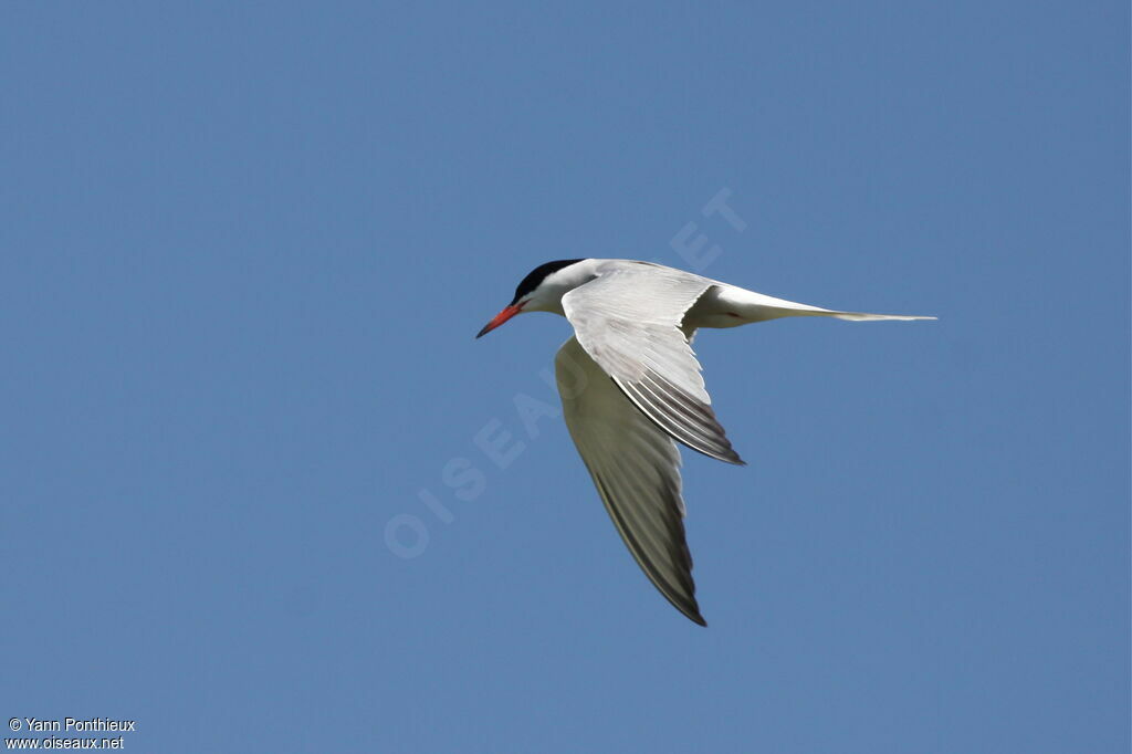 Common Tern