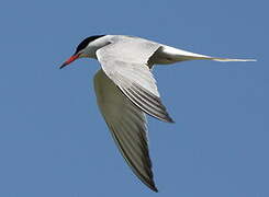 Common Tern