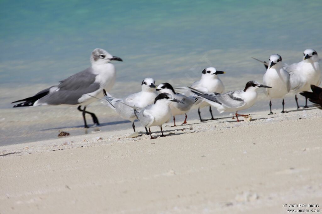 Common Tern