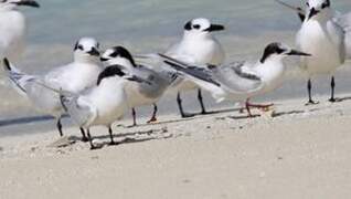 Common Tern