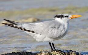 Royal Tern