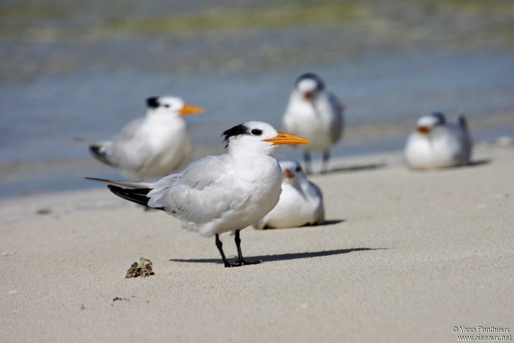 Royal Tern