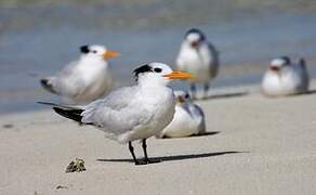 Royal Tern