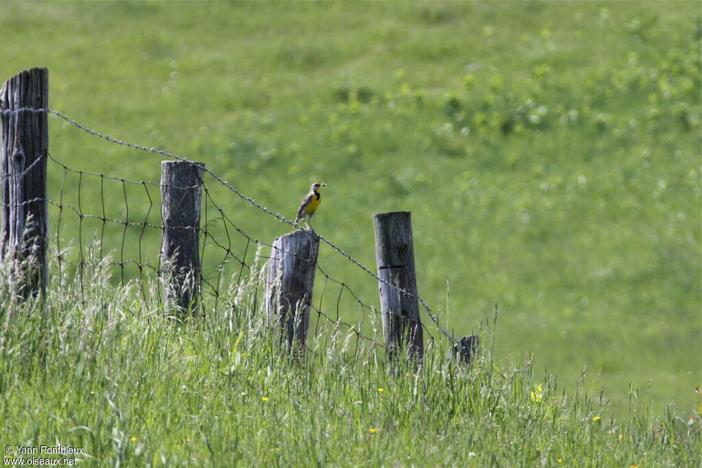 Eastern Meadowlarkadult breeding