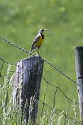 Eastern Meadowlark