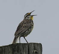 Eastern Meadowlark