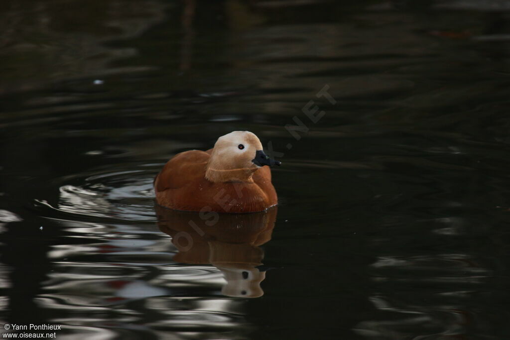 Ruddy Shelduck