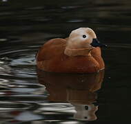 Ruddy Shelduck