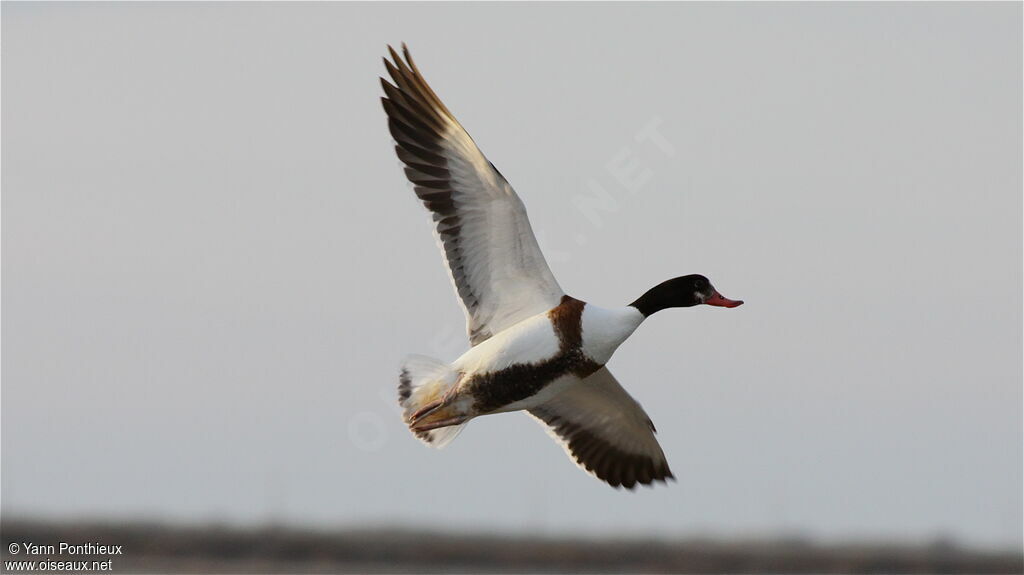 Common Shelduck