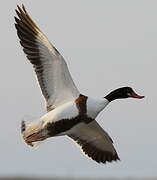 Common Shelduck