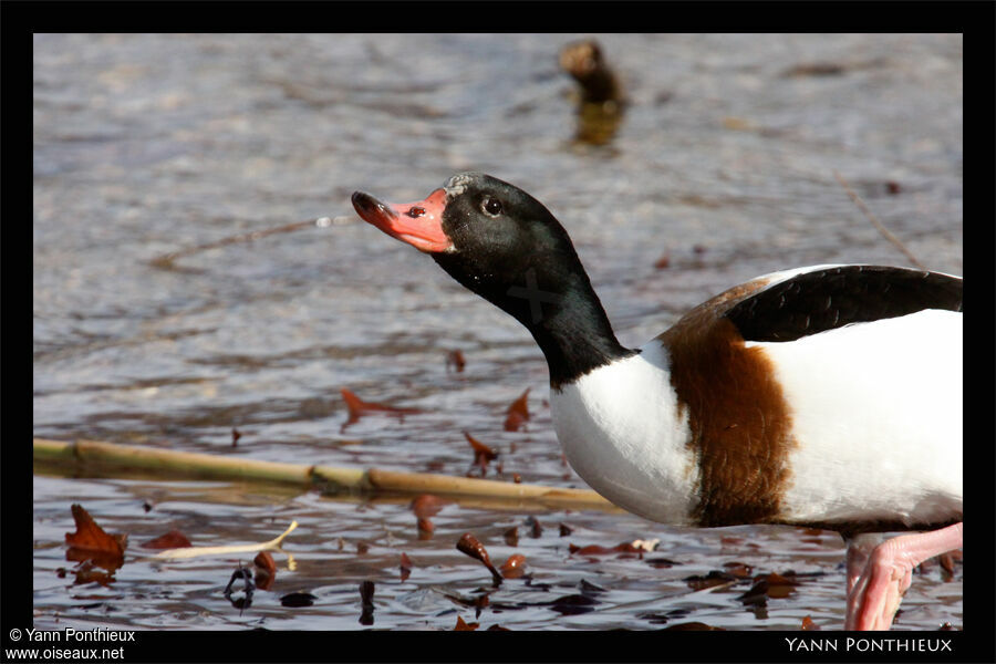 Common Shelduck female adult post breeding