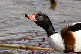 Common Shelduck