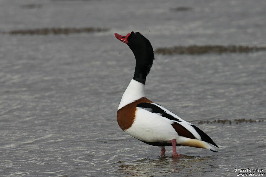 Common Shelduck