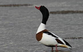 Common Shelduck