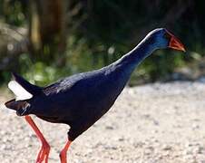 Western Swamphen