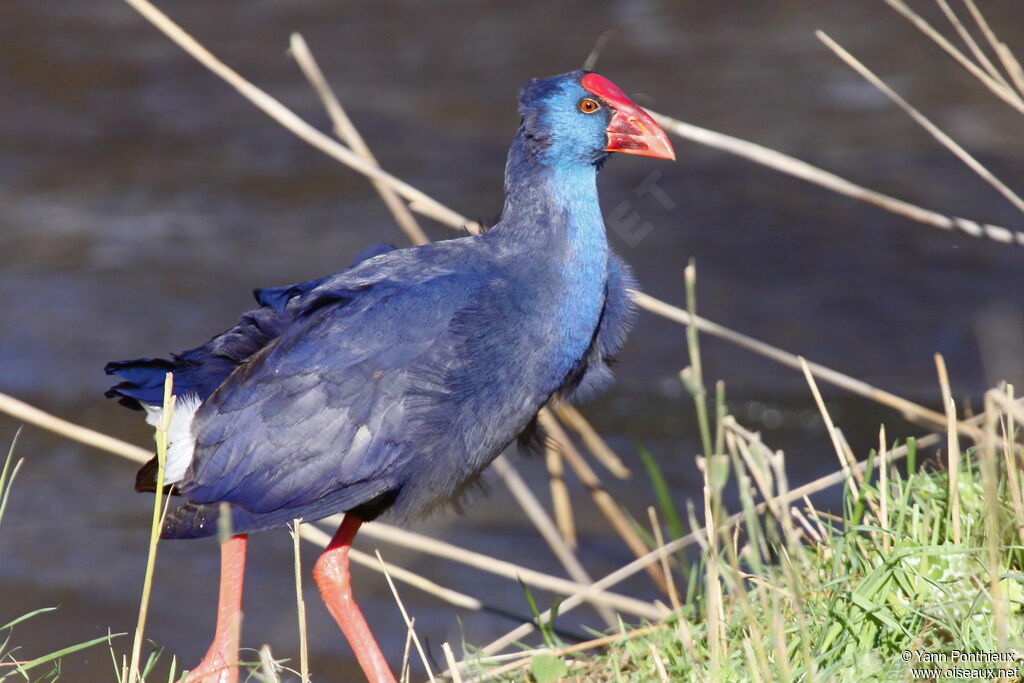 Western Swamphen