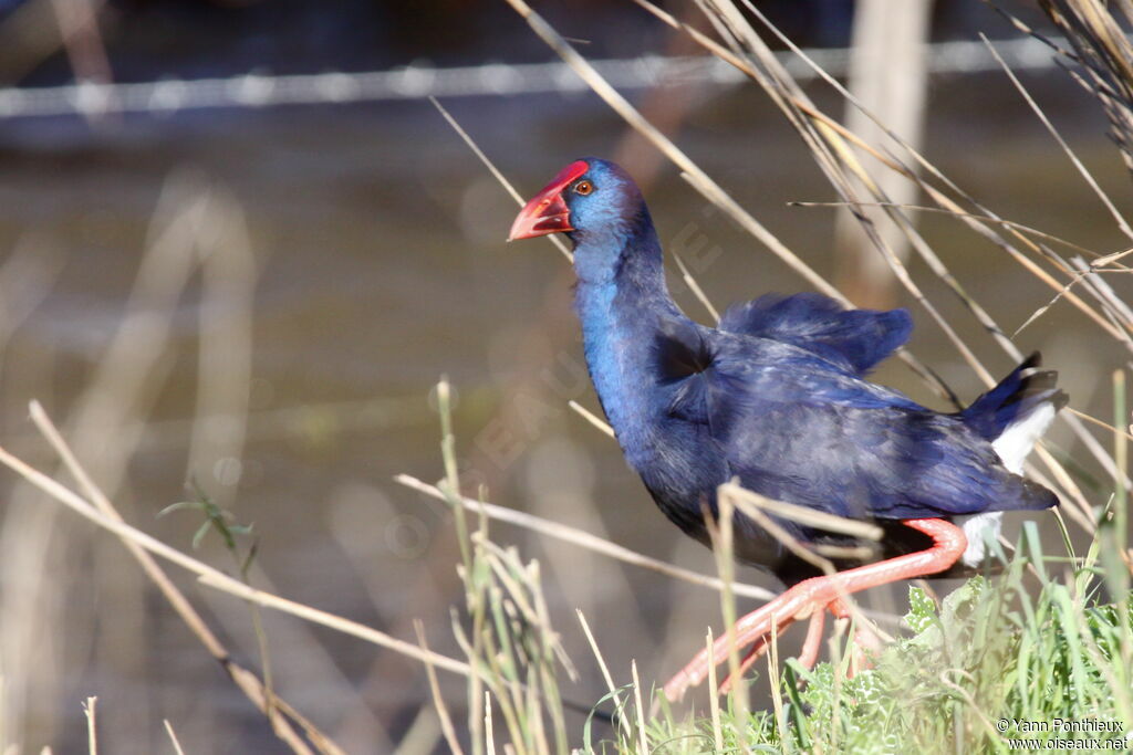 Western Swamphen