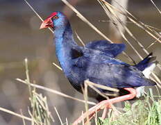 Western Swamphen