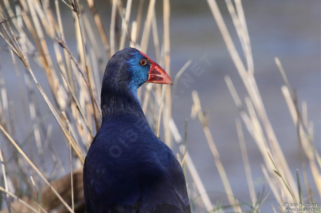 Western Swamphen