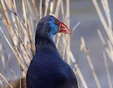 Western Swamphen