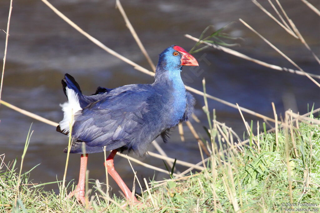 Western Swamphen