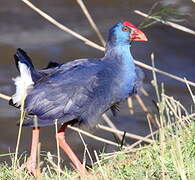 Western Swamphen